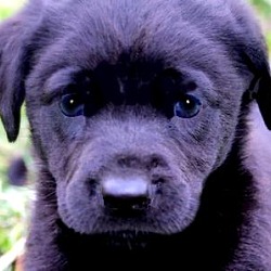Thumbnail photo of EVAN(THE SWEETEST LAB PUPPY! #1