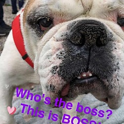 Thumbnail photo of Boss #2