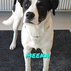 Thumbnail photo of Meeka #2