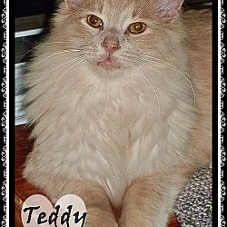 Thumbnail photo of Tucker, Teddy (bonded brothers) #4