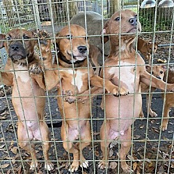 Thumbnail photo of Cur/Pit pups #2