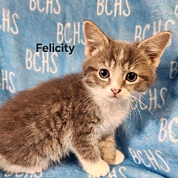Photo of Felicity - available soon