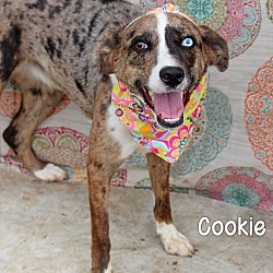 Photo of Cookie