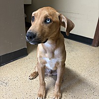 adopt a pet