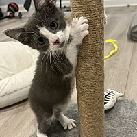 adopt a pet