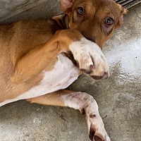 adopt a pet