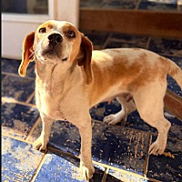 Libbie - Adoption Pending