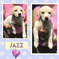 Thumbnail photo of Jazz~adopted! #3