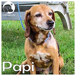 Thumbnail photo of Papi #1