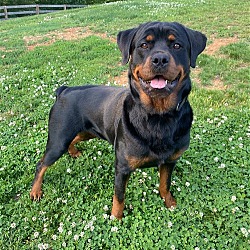 Photo of TATER TOT  GIRL ROTTIE