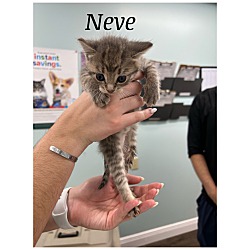 Thumbnail photo of Neve #2
