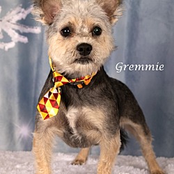 Thumbnail photo of Gremmie #2