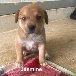 Thumbnail photo of Jasmine Jum #2