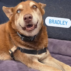 Bradley, Husky Mixed Breed (Medium)