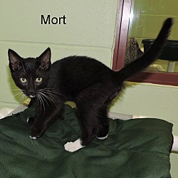 Thumbnail photo of Mort #2