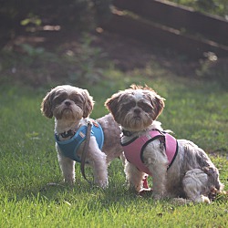 Thumbnail photo of Hazel and Trudy #4