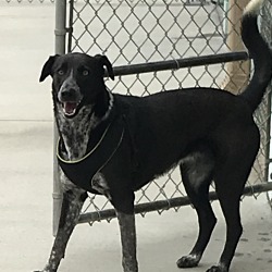 The Bridge Home No Kill Animal Rescue In Blountville Tennessee