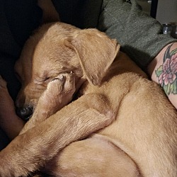 small pet weight size small pet weight size
