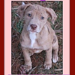 Photo of CAYENNE