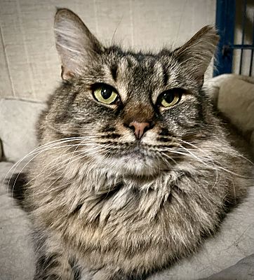 Harrisburg, NC - Maine Coon. Meet Alana a Pet for Adoption - AdoptaPet.com