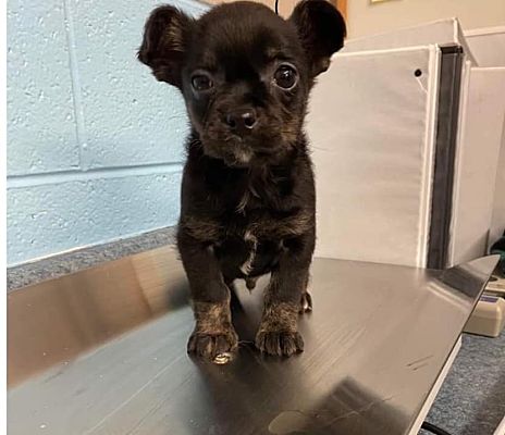 Bristol, CT - Chihuahua/Jack Russell Terrier. Meet Barney a Pet for ...