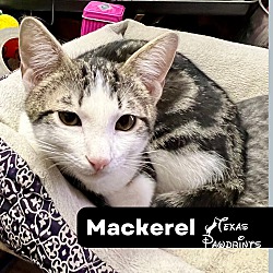 Thumbnail photo of Mackerel #1