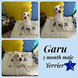 Thumbnail photo of GARU 3 MONTH TERRIER #1