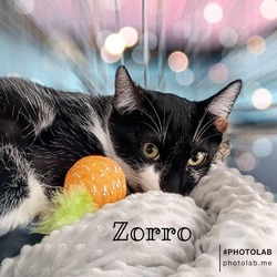 Thumbnail photo of Zorro #4