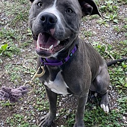 Photo of Blue: At the shelter