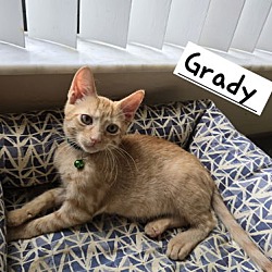 Thumbnail photo of Grady #1