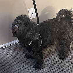 Coton de Tulear Adoption: Coton de Tulear Puppy For Sale and Adoption