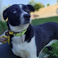 adopt a pet