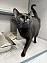BELLAMY - Domestic Shorthair available for adoption