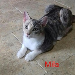Thumbnail photo of Mila #1