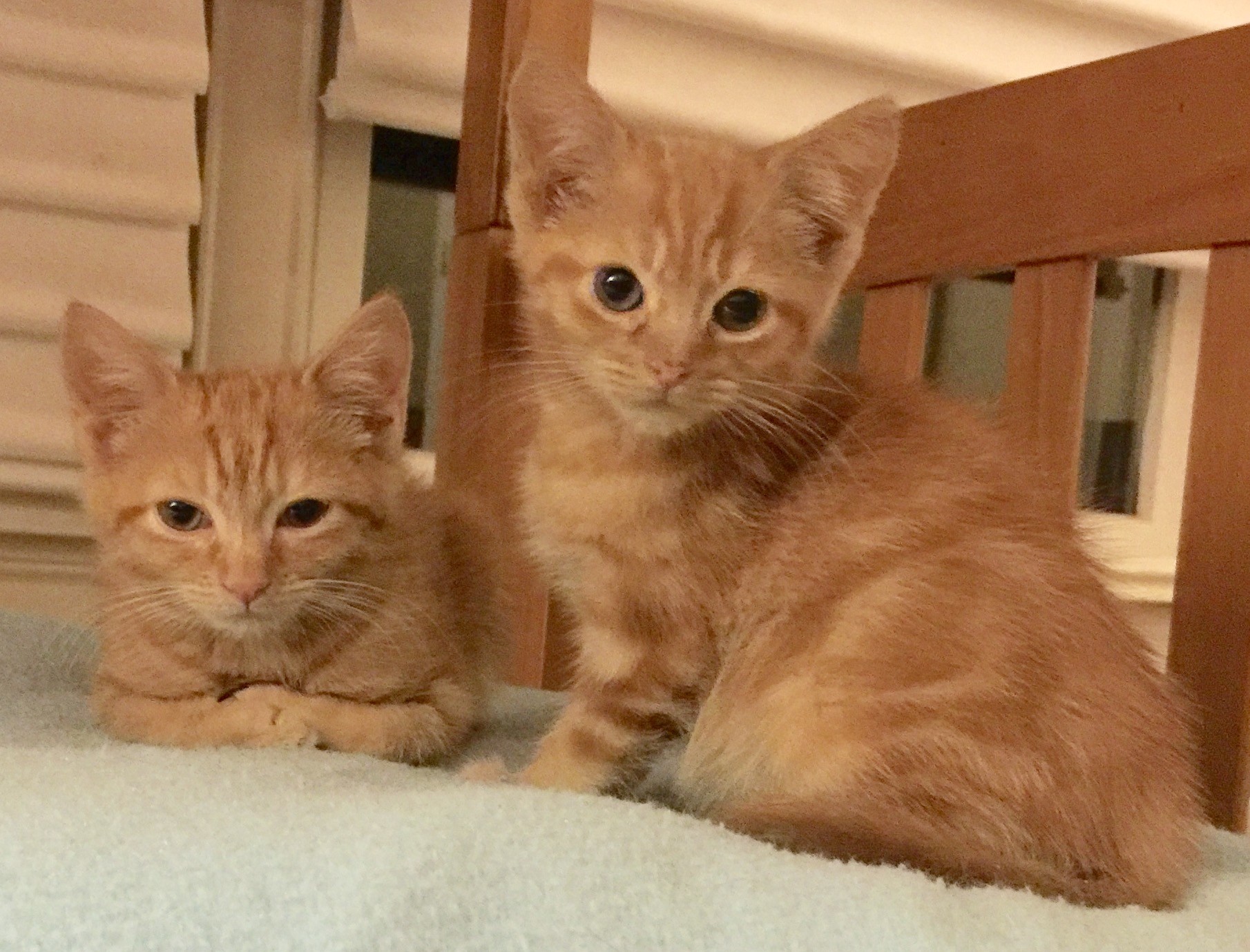 New York Ny Domestic Shorthair Meet 2 Orange Kittens A Pet For Adoption