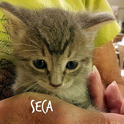 Thumbnail photo of Seca #3