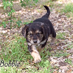 Photo of Puppy Bobbe