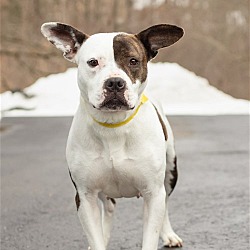 Thumbnail photo of Harper - one year old female - 52 lbs #1