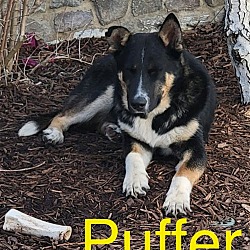 Thumbnail photo of Puffer #4