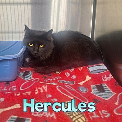 Photo of Hercules