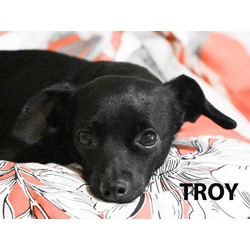 Photo of TROY