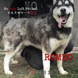 Thumbnail photo of Romeo 8354 #4