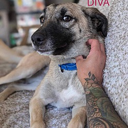 Photo of Diva