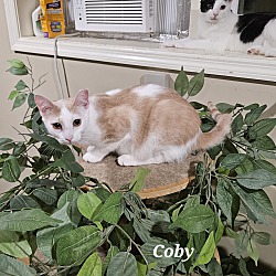 Thumbnail photo of Coby #4