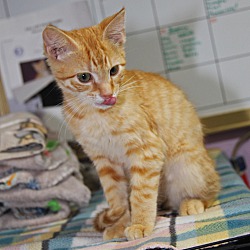 Thumbnail photo of Simba (Neutered) #4