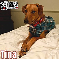 adopt-pet