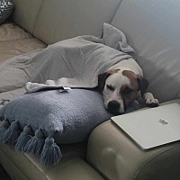 adopt-pet