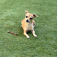 adopt-pet