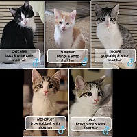 adopt a pet