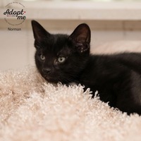 adopt a pet